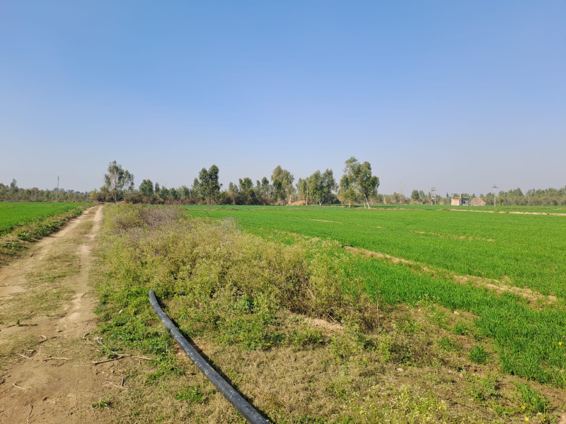 Agricultural Land 55 Bigha for Sale in Baheri, Bareilly
