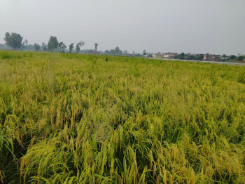  Agricultural Land for Sale in Gadarpur, Udham Singh Nagar