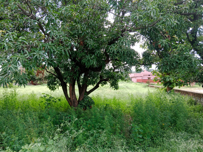  Residential Plot 3 Bigha for Sale in Bail Parao, Nainital