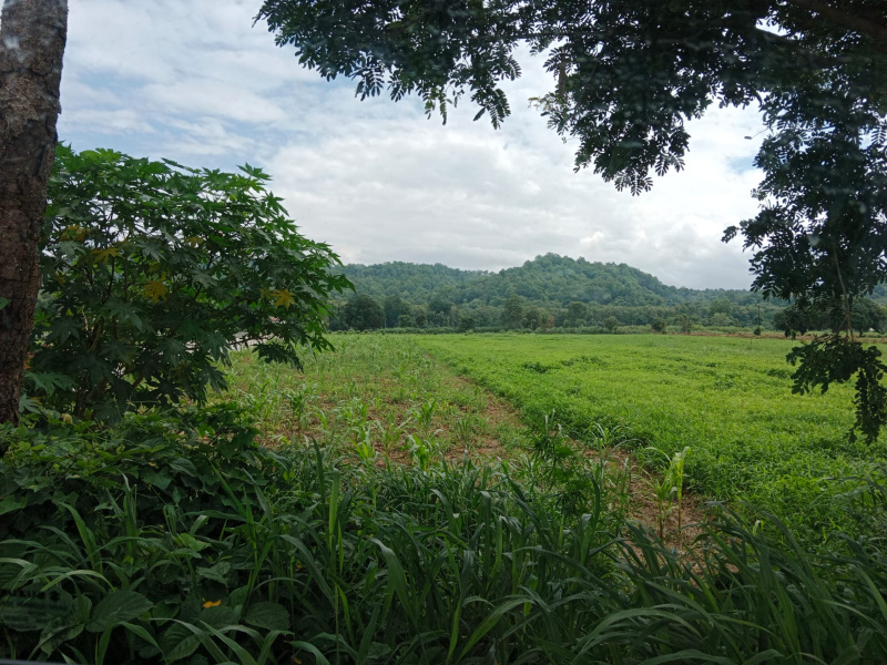  7 Bigha Residential Plot for Sale in Bail Parao, Nainital