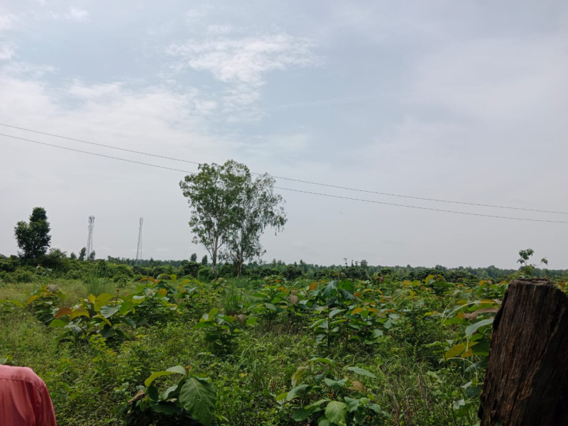  Residential Plot 12 Bigha for Sale in Kaladhungi, Nainital