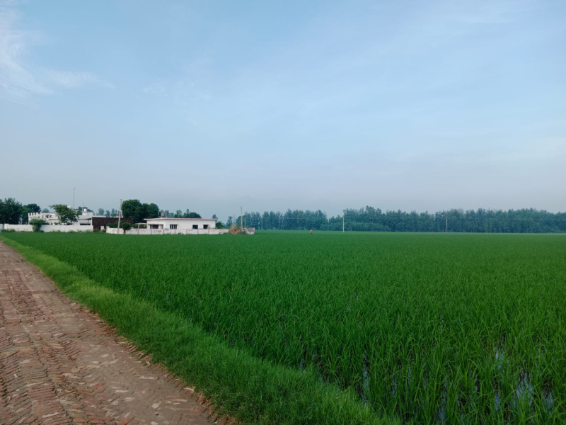  Agricultural Land 9 Acre for Sale in Bilaspur, Rampur