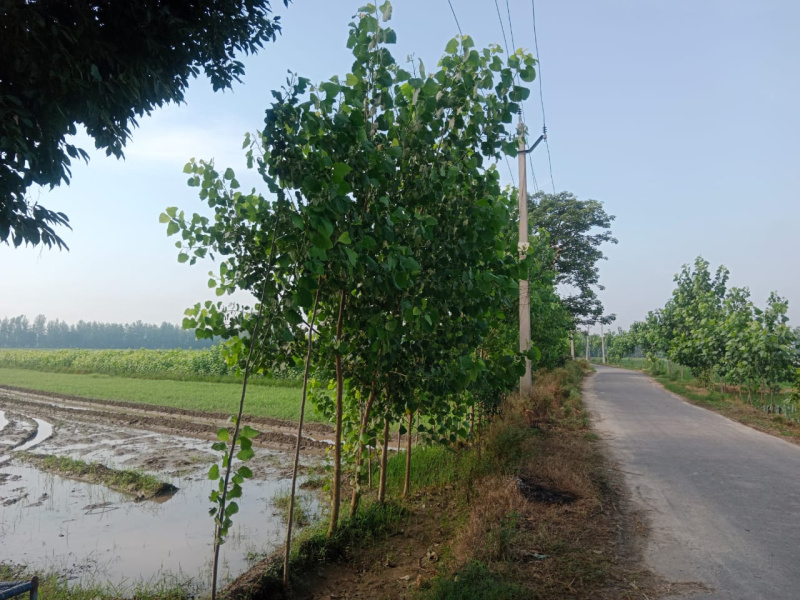  Agricultural Land 7 Acre for Sale in Bilaspur, Rampur