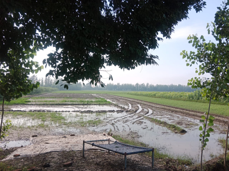  Agricultural Land 40 Acre for Sale in Bilaspur, Rampur