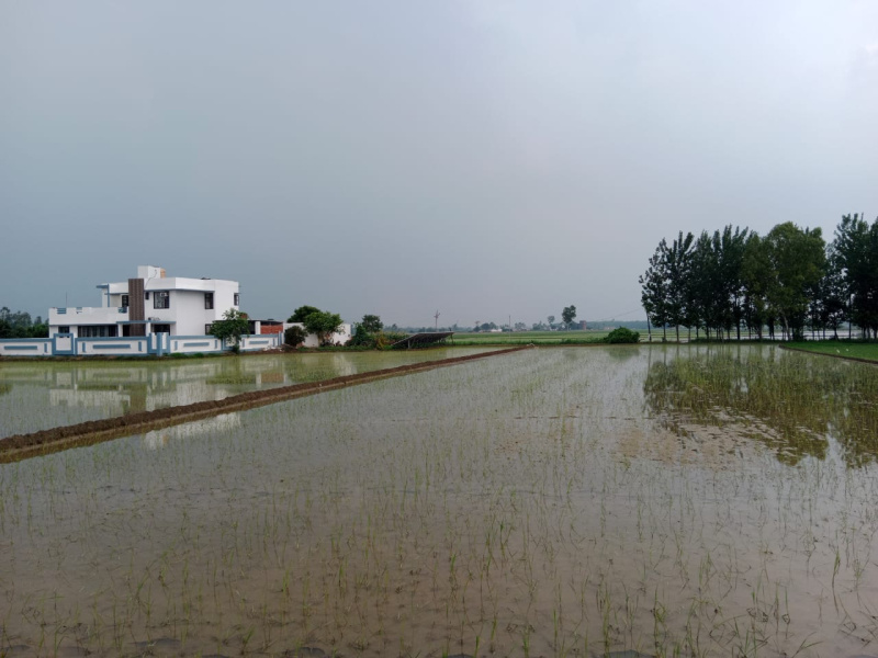  Agricultural Land 36 Acre for Sale in Bilaspur, Rampur