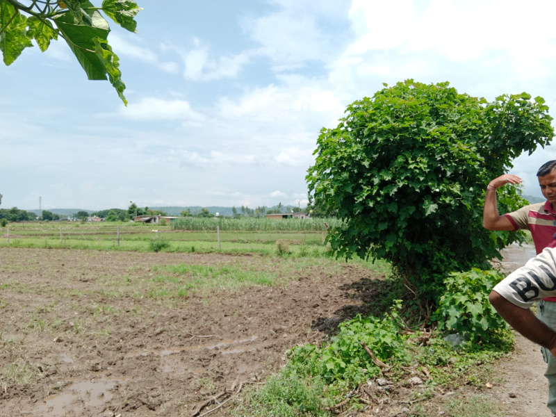  Agricultural Land 19 Bigha for Sale in Bail Parao, Nainital