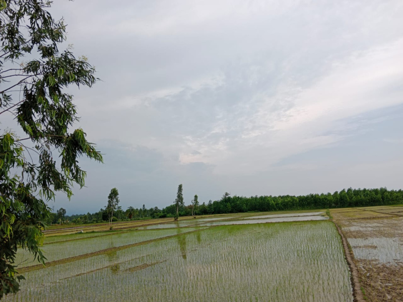  Agricultural Land 2 Acre for Sale in Bajpur, Udham Singh Nagar