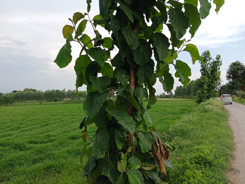  Agricultural Land 3 Acre for Sale in Bajpur, Udham Singh Nagar