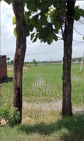  Agricultural Land 2 Acre for Sale in Kichha, Udham Singh Nagar