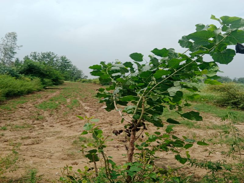  Agricultural Land 45 Acre for Sale in Deputy Ganj, Moradabad