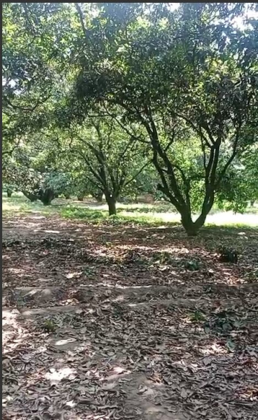  Agricultural Land 24 Acre for Sale in Suar, Rampur