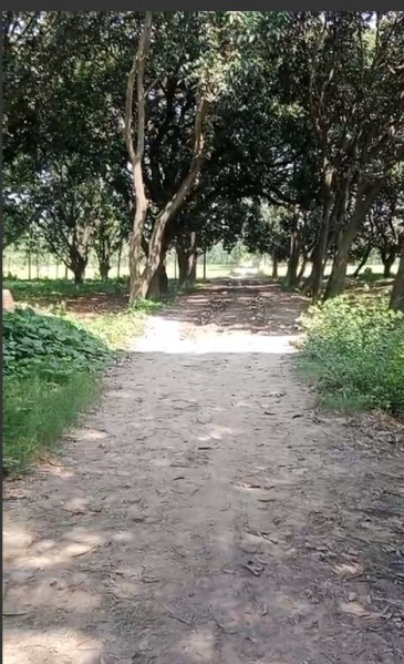  Agricultural Land 24 Acre for Sale in Suar, Rampur