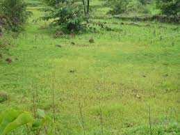  Residential Plot for Sale in Beltola, Guwahati