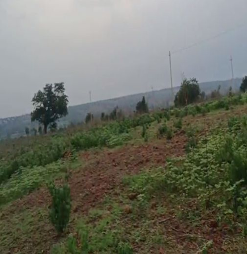  4 Acre Agricultural/Farm Land for Sale in Chincholi, Gulbarga