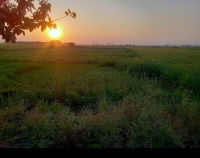  Agricultural Land for Sale in Kochas, Rohtas