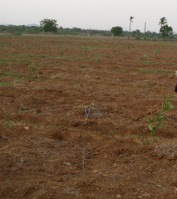  Agricultural Land for Sale in dupadu, tripurantakam mandal, Prakasam, Prakasam