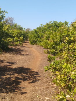  Agricultural Land for Sale in Kankavli, Sindhudurg