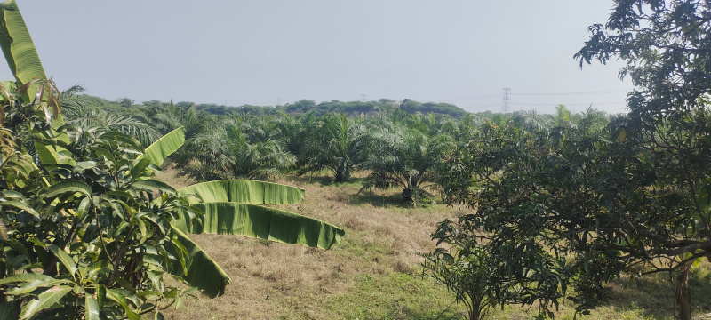  Agricultural Land 2 Acre for Sale in Gopalapuram, West Godavari
