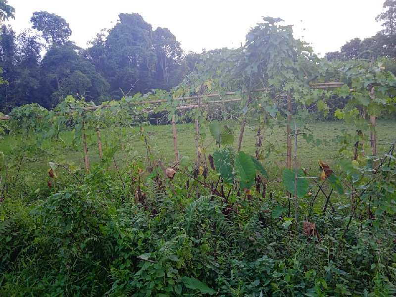  Residential Plot 8 Bigha for Sale in Balipara, SONITPUR