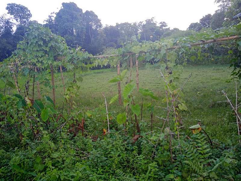  Residential Plot 8 Bigha for Sale in Balipara, SONITPUR