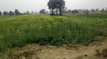  Residential Plot for Sale in Parsa, Patna