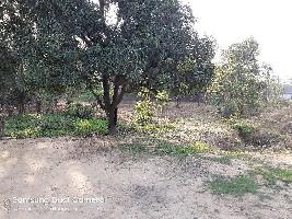  Agricultural Land for Sale in Patanjali Yogpeeth, Haridwar