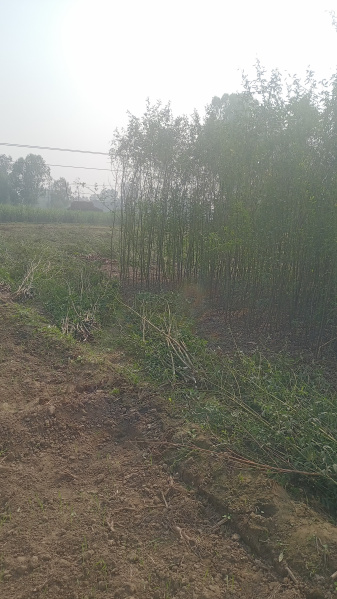  Agricultural Land 55 Bigha for Sale in Khurja, Bulandshahr