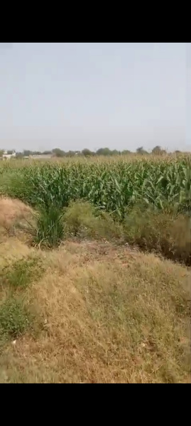  Agricultural Land 9 Bigha for Sale in Anupshahr, Bulandshahr
