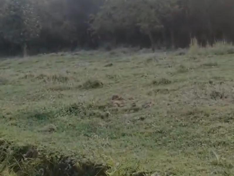  1000 Marla Residential Plot for Sale in Palampur, Kangra