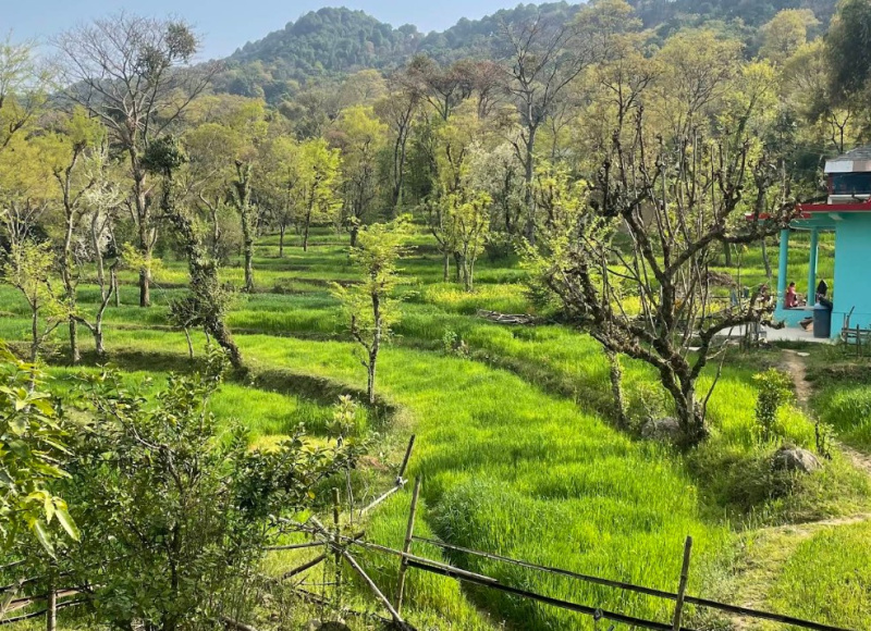  480 Marla Residential Plot for Sale in Chauntra, Mandi