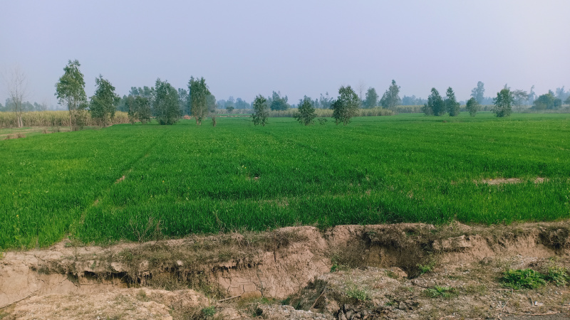 Agricultural Land 100 Hectares for Sale in Rampur Road, Moradabad