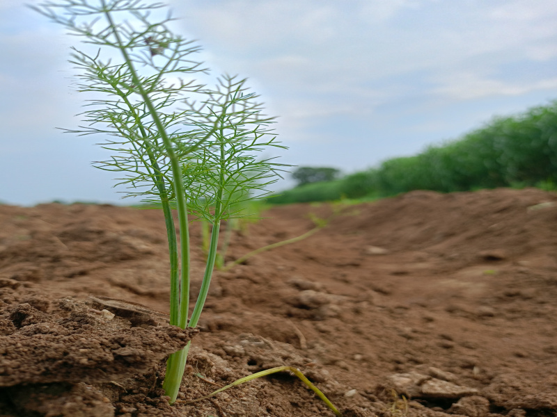  56 Bigha Agricultural/Farm Land for Sale in Pindwara, Sirohi