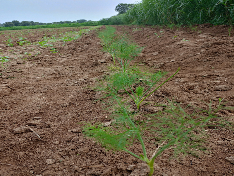  56 Bigha Agricultural/Farm Land for Sale in Pindwara, Sirohi