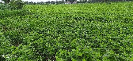  Agricultural Land for Sale in Mohkhed, Chhindwara