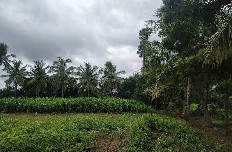Agricultural Land 2 Acre for Sale in Dharapuram, Tirupur