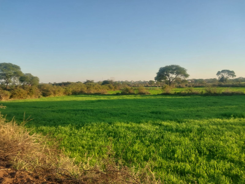  Agricultural Land 6 Acre for Sale in Panagar, Jabalpur