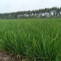  Agricultural Land for Sale in Ambala City