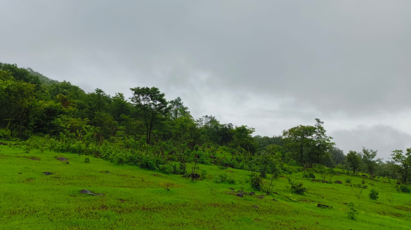  Agricultural Land 100 Ares for Sale in Rajapur, Ratnagiri