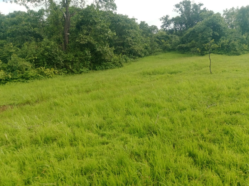  Agricultural Land 100 Acre for Sale in Mandangad, Ratnagiri