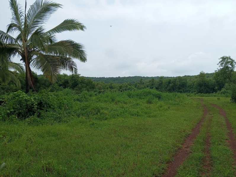  Agricultural Land 50 Acre for Sale in Mandangad, Ratnagiri