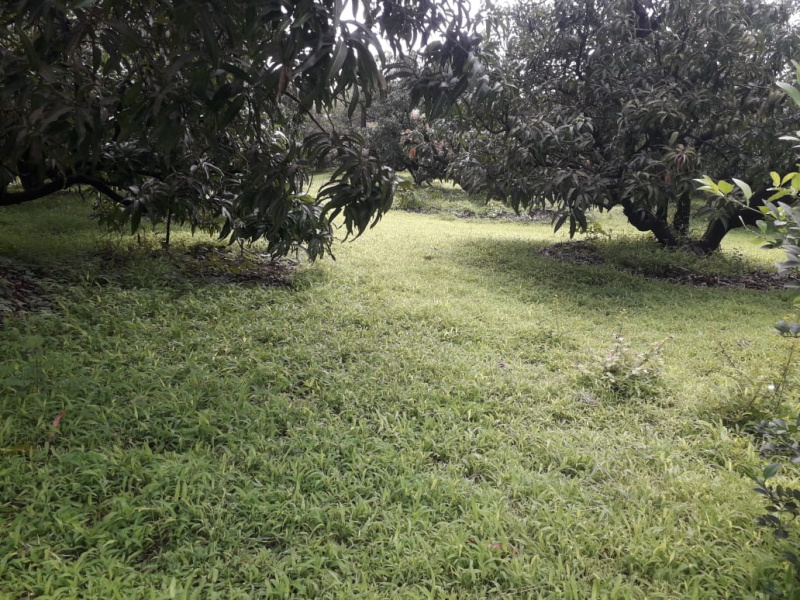  Agricultural Land 100 Ares for Sale in Devgad, Sindhudurg