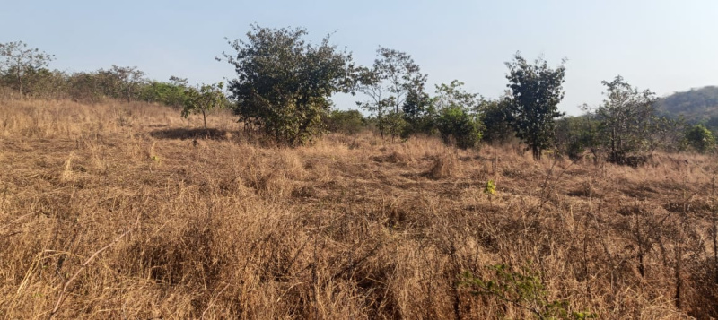  Agricultural Land 100 Acre for Sale in Vaibhavwadi, Sindhudurg