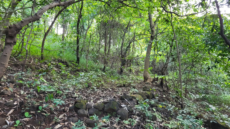  100 Acre Agricultural/Farm Land for Sale in Mahad, Raigad