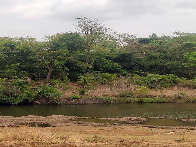  100 Acre Agricultural/Farm Land for Sale in Shrivardhan, Raigad