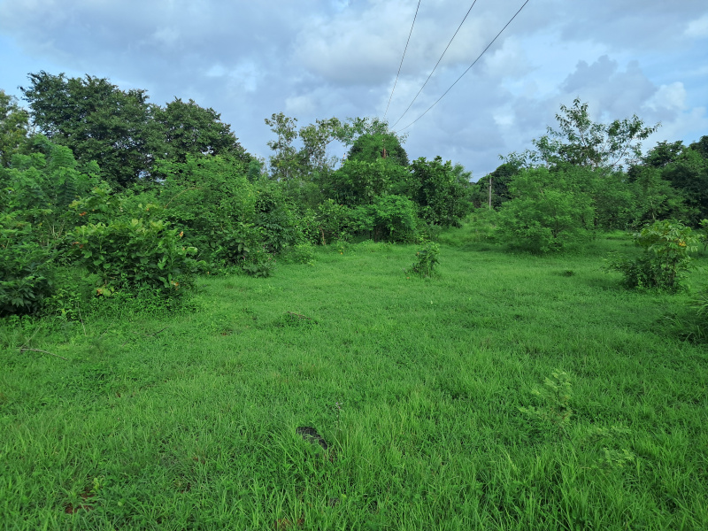  4 Acre Agricultural/Farm Land for Sale in Kankavli, Sindhudurg