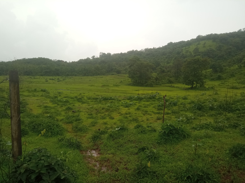  2 Acre Agricultural/Farm Land for Sale in Kankavli, Sindhudurg