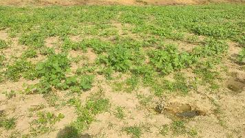  Agricultural Land for Sale in Murwara, Katni