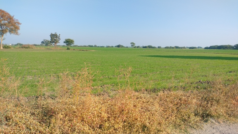 1 BHK Farm House 250000 Sq.ft. for Sale in Ujjain Road, Ujjain Road, Indore