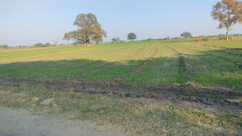  Agricultural Land 82500 Sq.ft. for Sale in Ujjain Road, Ujjain Road, Indore