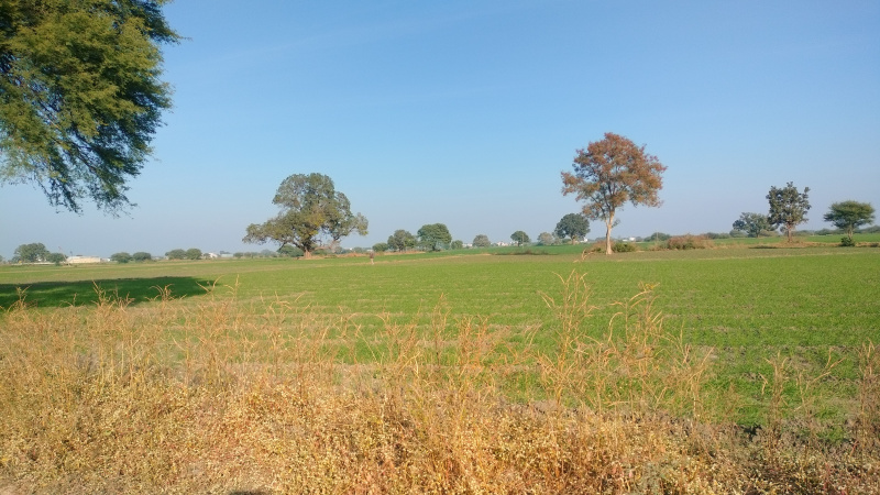  Agricultural Land 82500 Sq.ft. for Sale in Ujjain Road, Ujjain Road, Indore